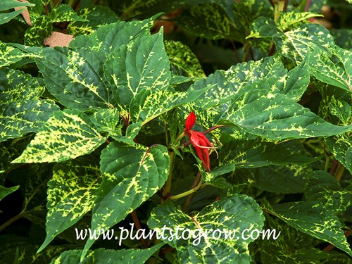 Salvia Dancing Flames (Salvia) 
This picture was taken in late August and the variegation  was not as prominent  as earlier in the summer. The leaves will have more yellow than green if grown properly.
